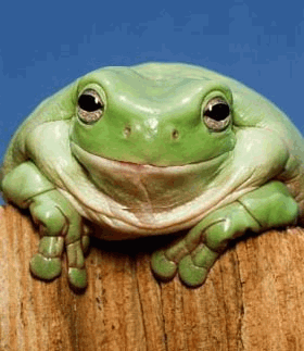 (c; Smiling Frog ;c)